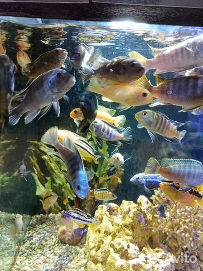 Псевдотрофеус, лабидохромис, меченосцы, гуппи