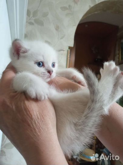 Кошка серебристая шиншилла