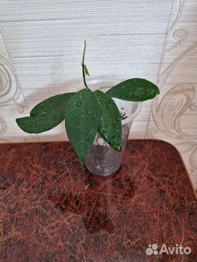 Хойя компакта,шелковый лист,сплеш и лакуноза