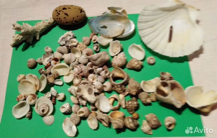 Набор для поделок Ракушки