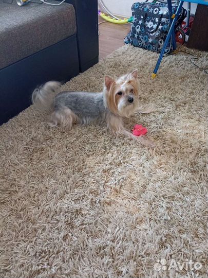 Йоркширский терьер