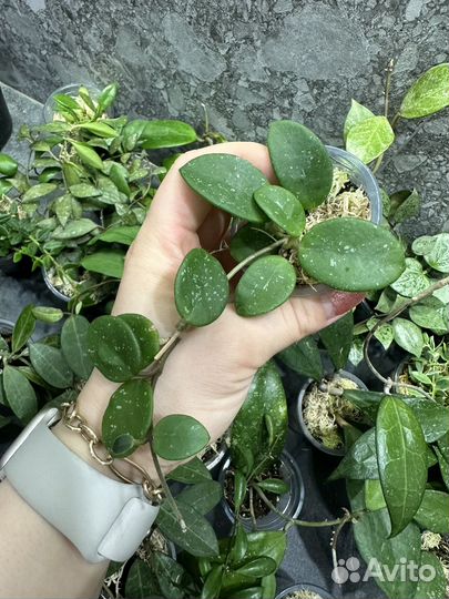 Хойя,hoya часть 4