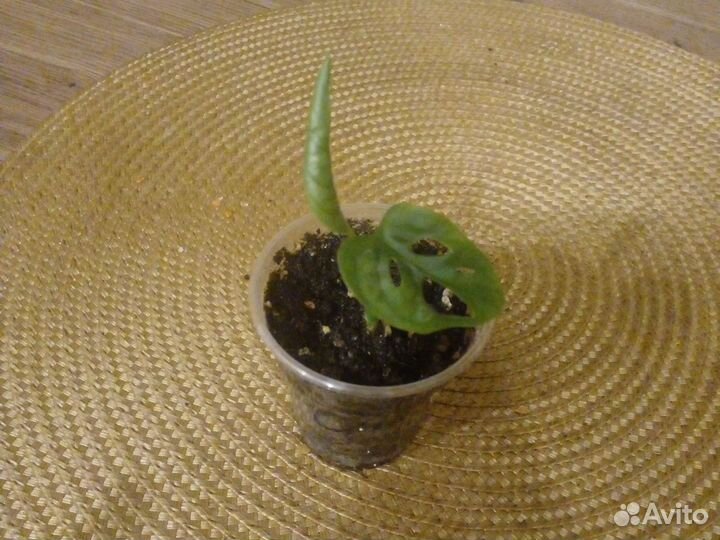 Монстера манки маск