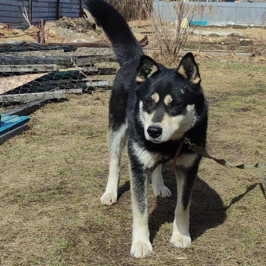 Купить недорого собаку или щенка🐕 в Хабаровске | Цены на