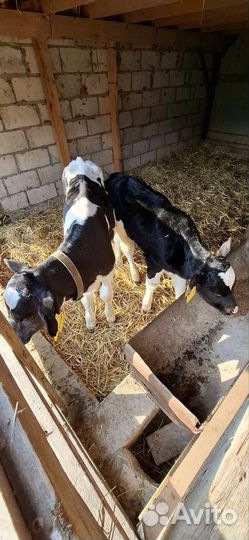 Бычки породистые