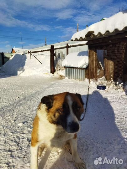 Домашние животные собаки бесплатно