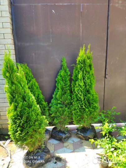 Туя Смарагд