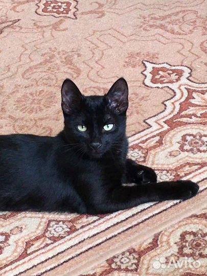 2 чёрные кошечки