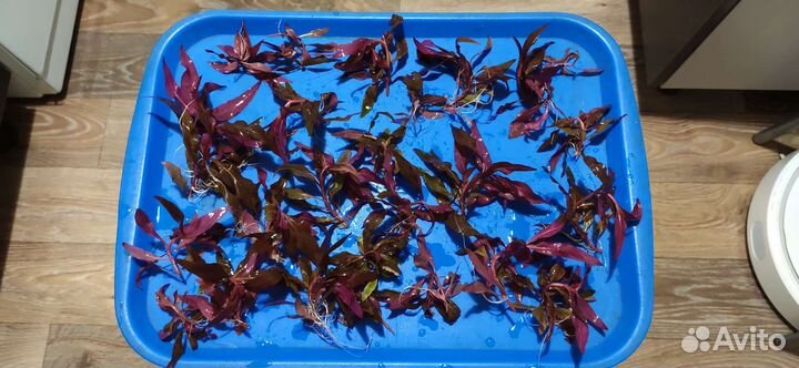 Набор аквариумных растений безвозмездно