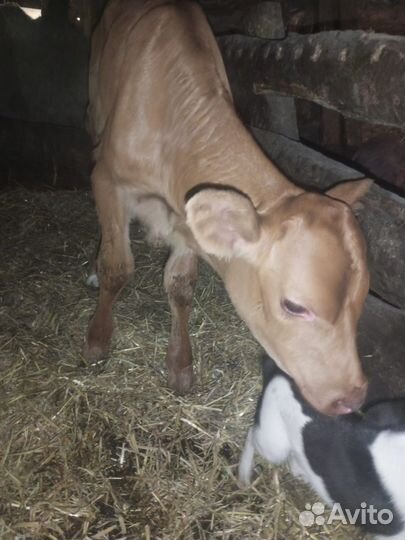 Бычок и телочки