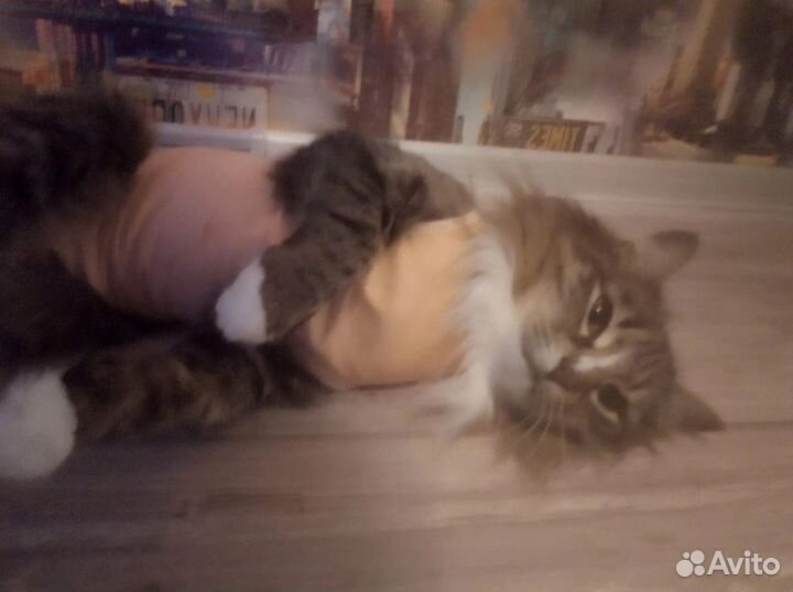 Кошка люся