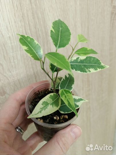 Сортовые фикусы часть 2