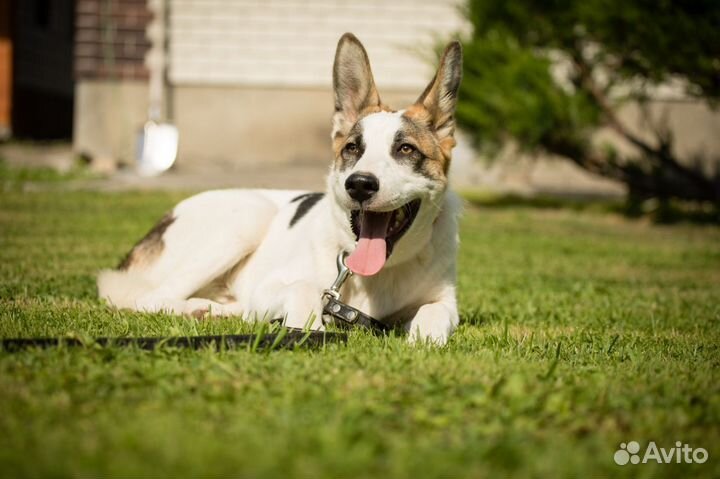 Якутская лайка