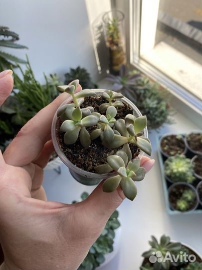 Суккуленты, эхеверия, крассула