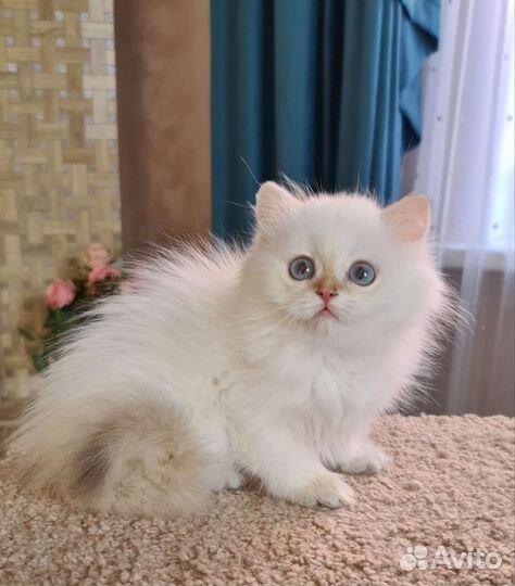 Британочка by11 33