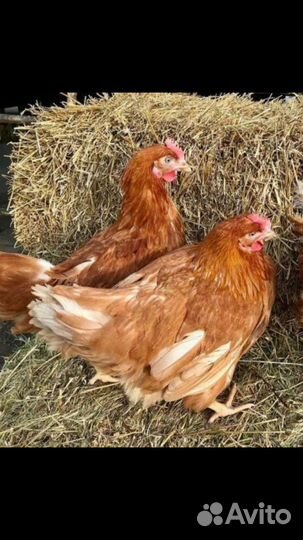 Куры несушки продам