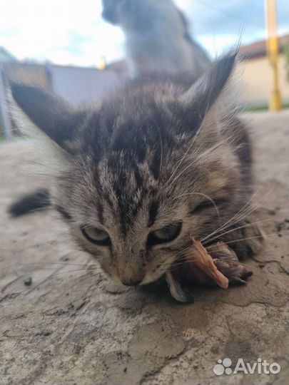 Котята в дар