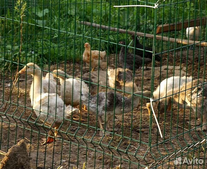 Крупные серые гуси