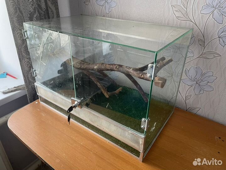 Императорский удав самка