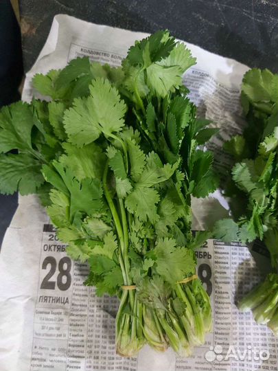 Свежая зелень