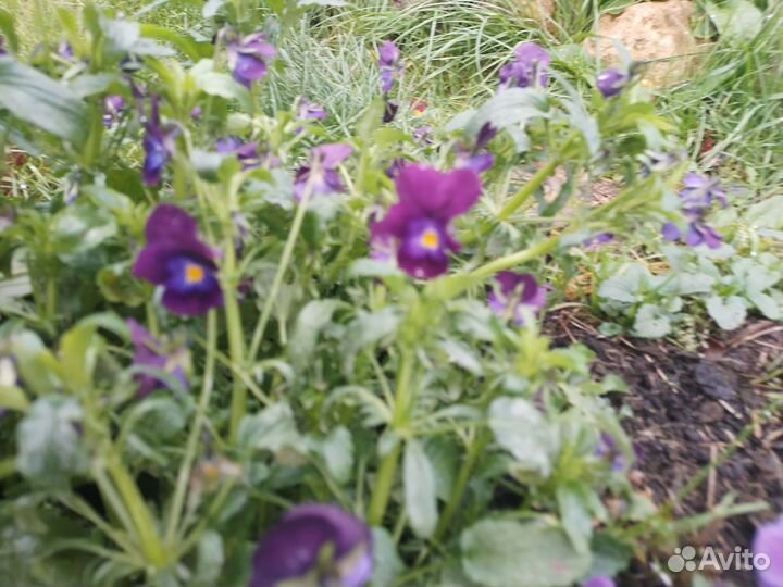 Многолетняя виола