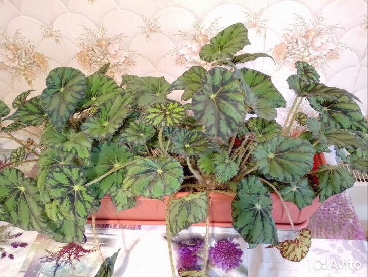 Бегония в балконном ящике