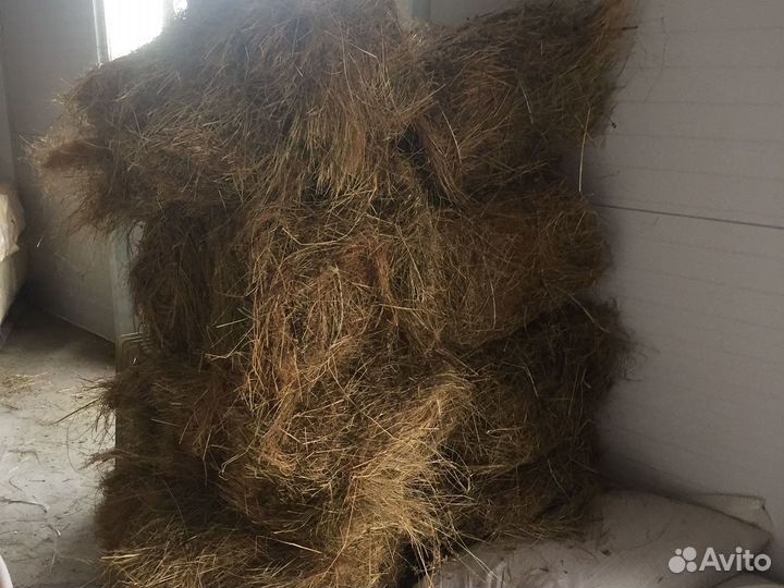 Южная Корона, фуражное зерно