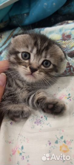 Вислоухие котята