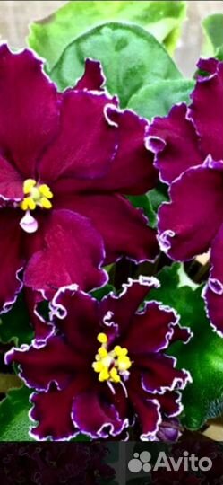 Фиалка детки или укорененные листики