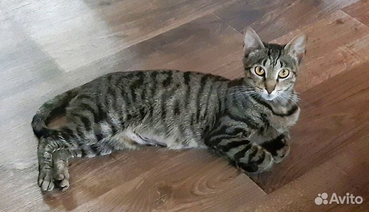 Тигруше очень нужен дом