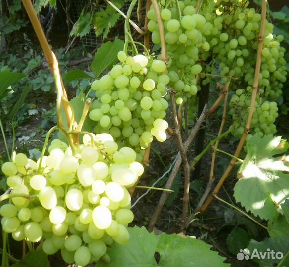 Районированные сорта винограда-саженцы
