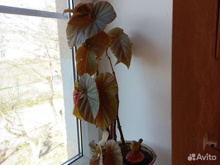 Бегония королевская