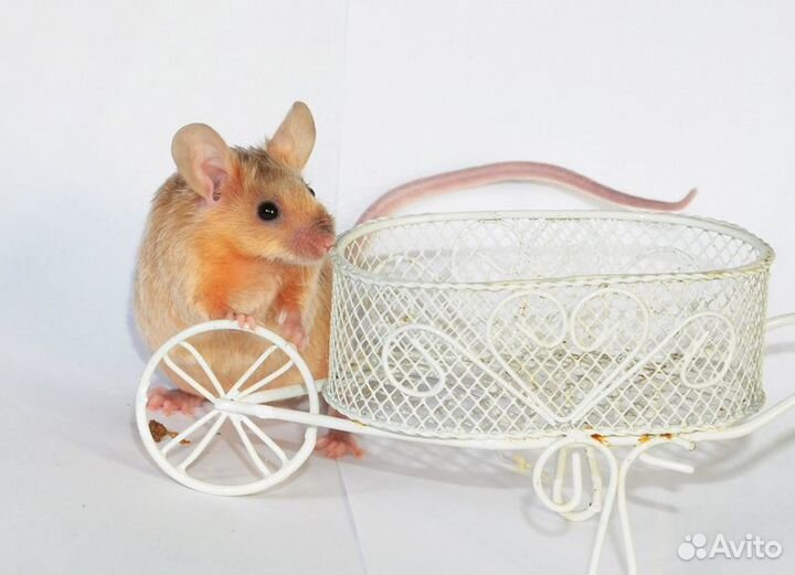 Мышата сатиновые рексовые