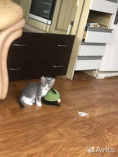 Котята 1,5месяца