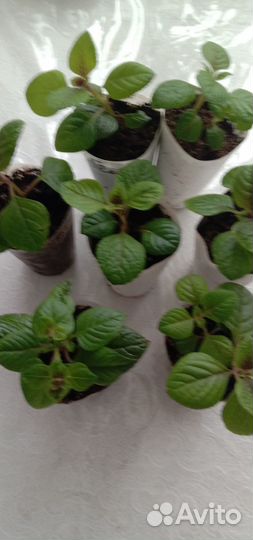 Плектрантус ампельный