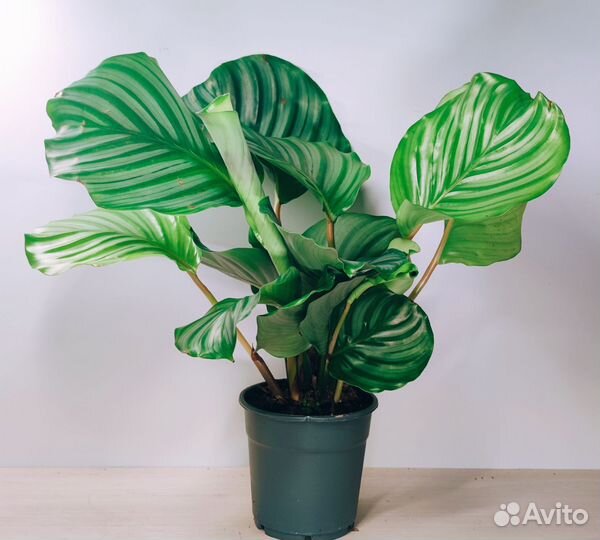 Калатея Орбифолия