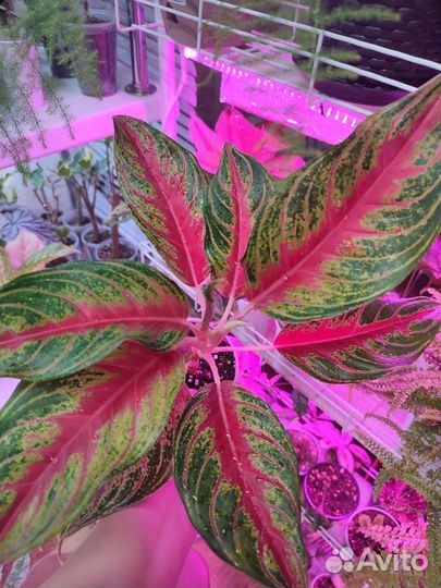 Аглаонемы тайские