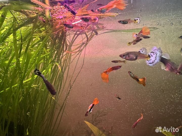 Аквариумные рыбки Гуппи