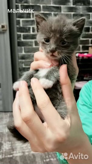 Котята в добрые руки бесплатно