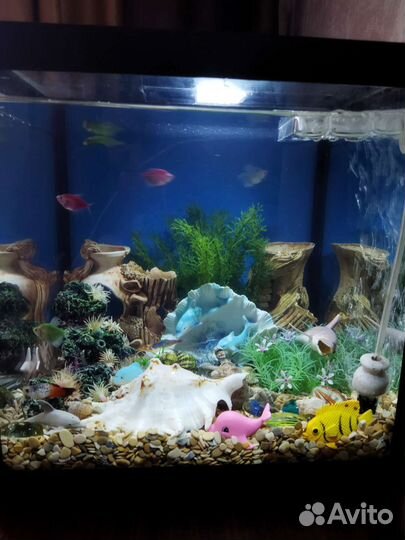 Аквариум с рыбками
