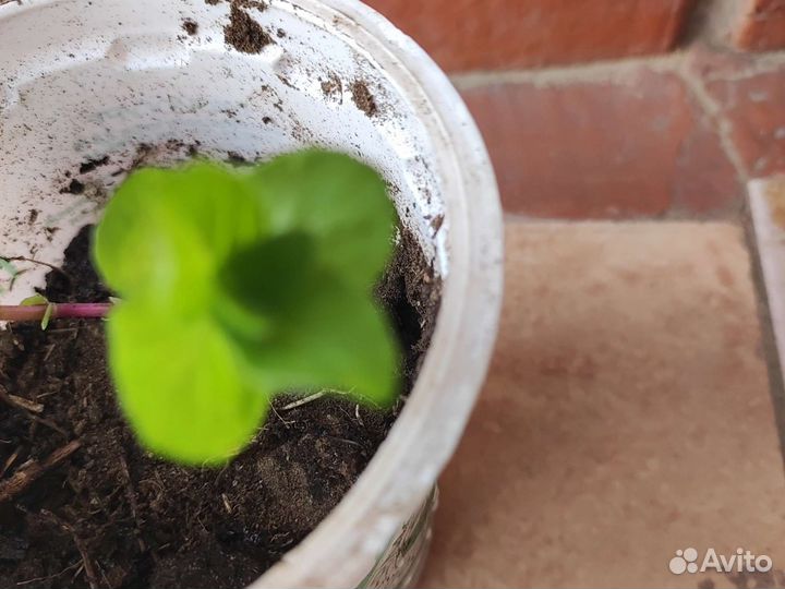 Мята многолетняя