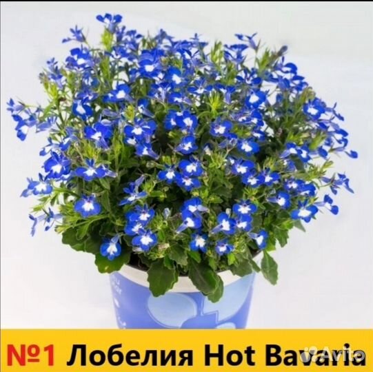 Лобелия, остеоспермум, ипомея и биденс