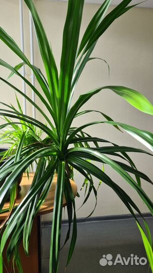 Панданус (винтовая пальма)