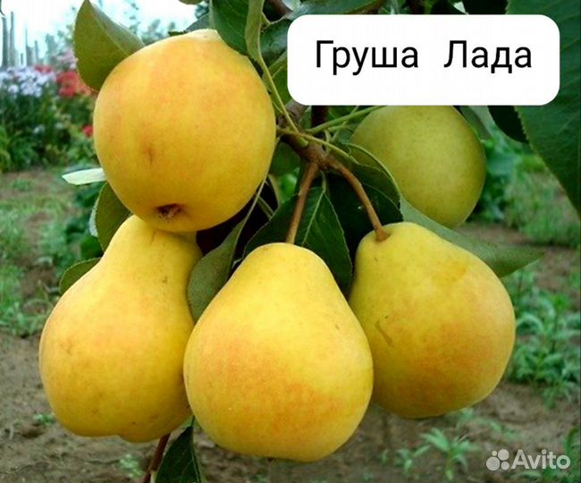 Груша Лада