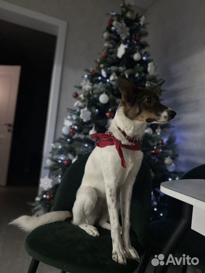 Отдам в добрые руки