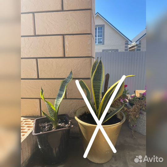 Сансевиерия