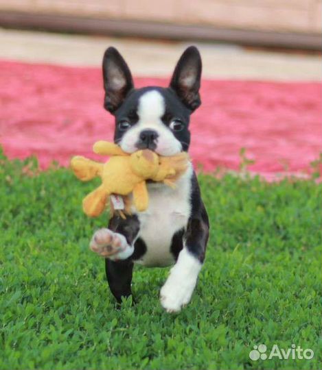 Бостон терьер