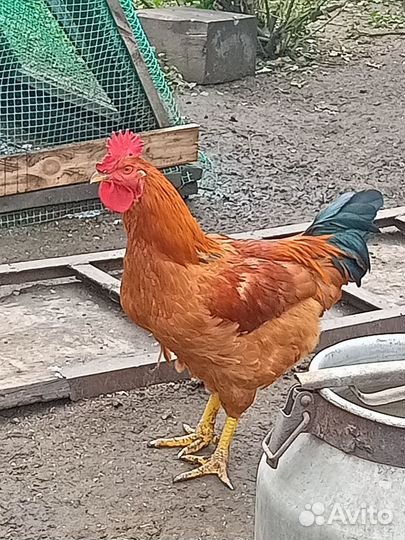 Домашние животные и птица