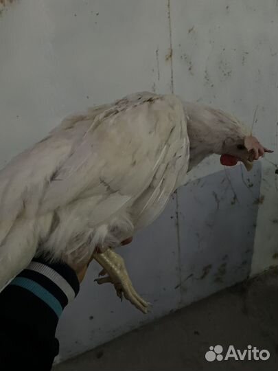 Продаю петушков