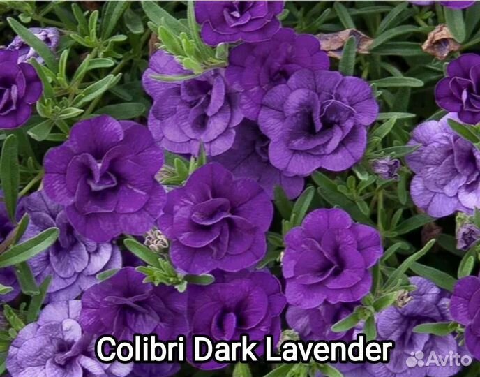 Калибрахоа 13 сортов черенки